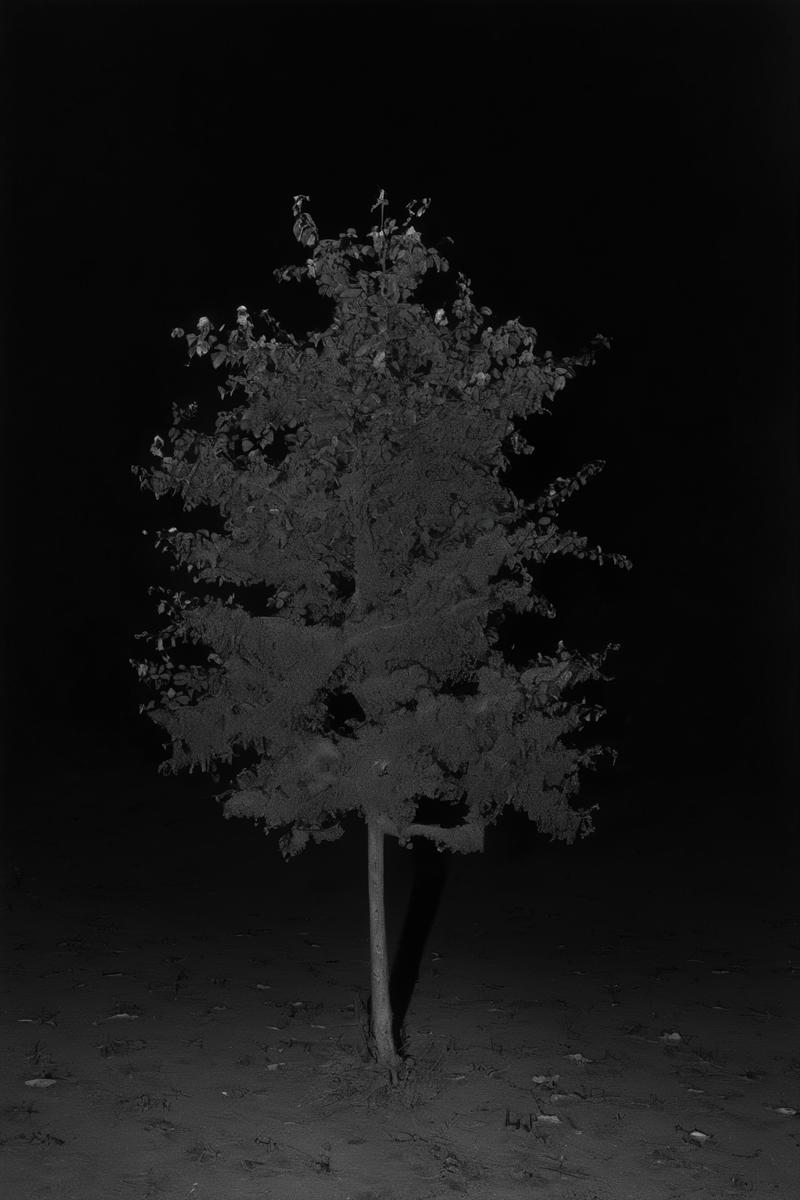 00081-2110965901-_lora_Photographer Elena Helfrecht Style_1_Photographer Elena Helfrecht Style - a black and white photo of a small tree in the m.png